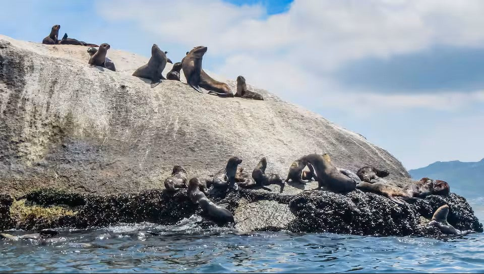 Paddle with the penguins at Boulders Beach