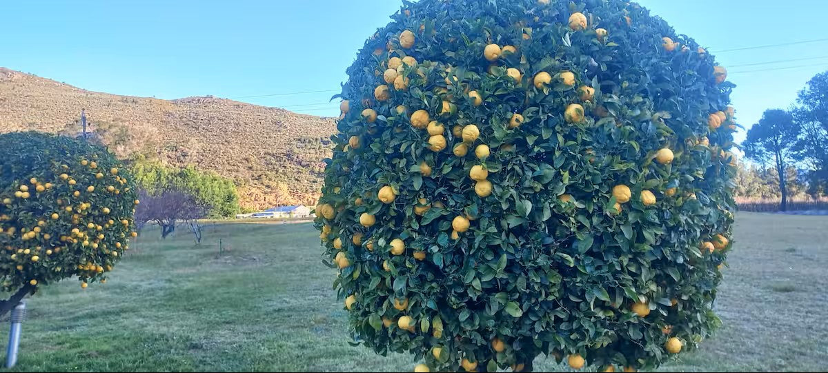 Pure Nature - Near Franschhoek