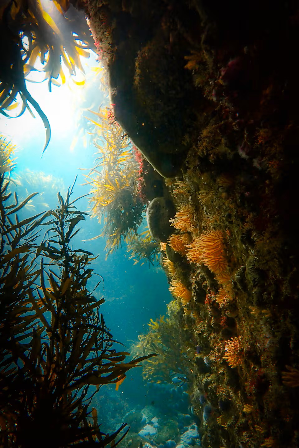 Guided Snorkel through Africas magical Kelp Forest