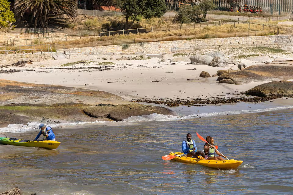 Paddle with the penguins at Boulders Beach