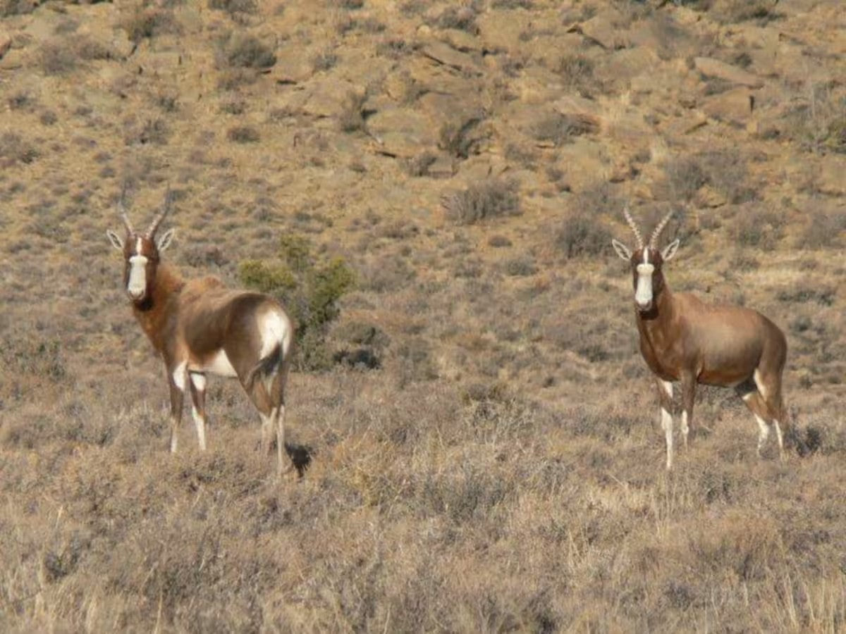 Tamboershoek Karoo Farm Stay near Beaufort West