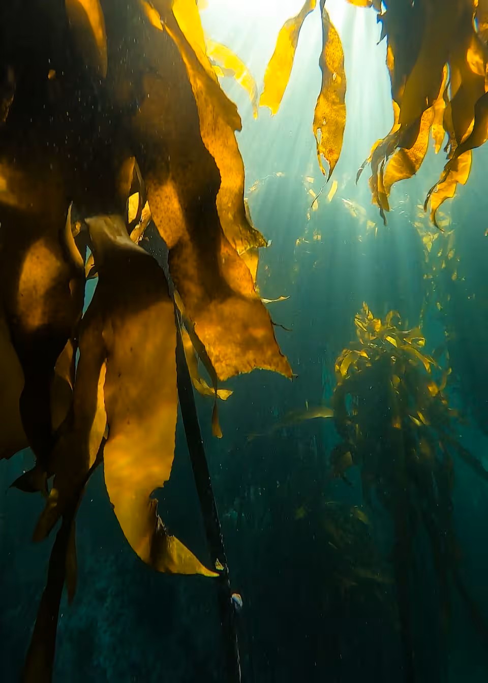 Guided Snorkel through Africas magical Kelp Forest