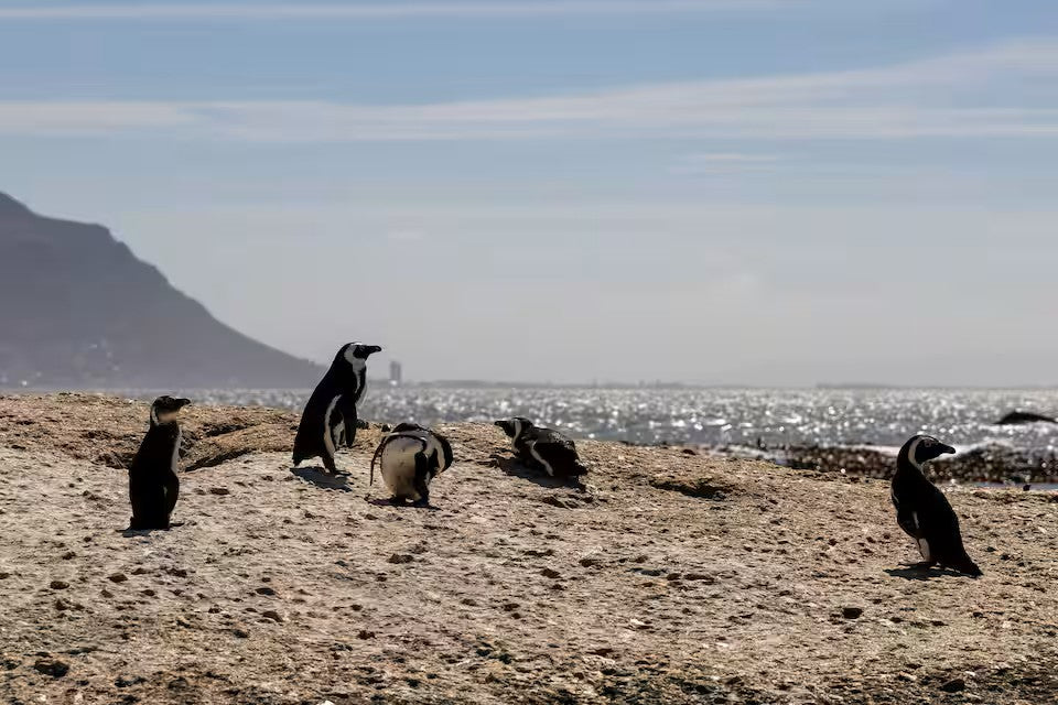 Paddle with the penguins at Boulders Beach