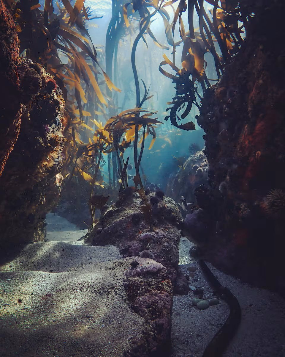 Guided Snorkel through Africas magical Kelp Forest