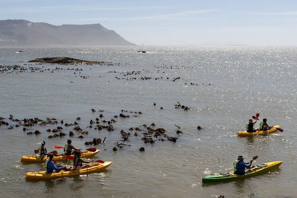 Paddle with the penguins at Boulders Beach