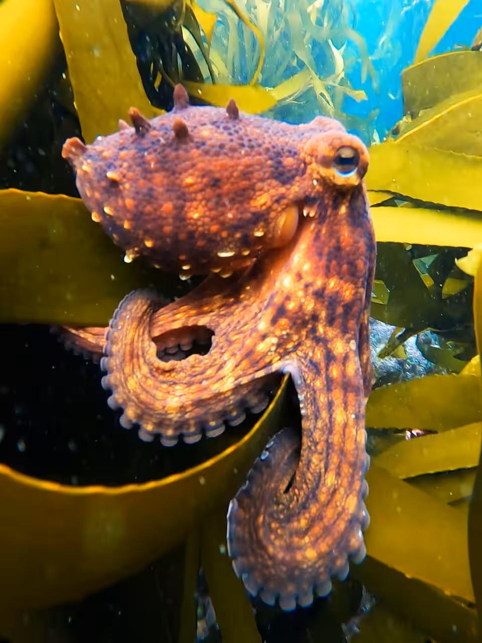 Guided Snorkel through Africas magical Kelp Forest