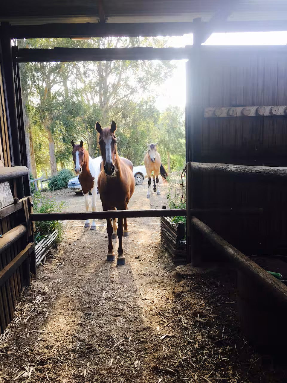 Scenic morning horse ride in the mountain