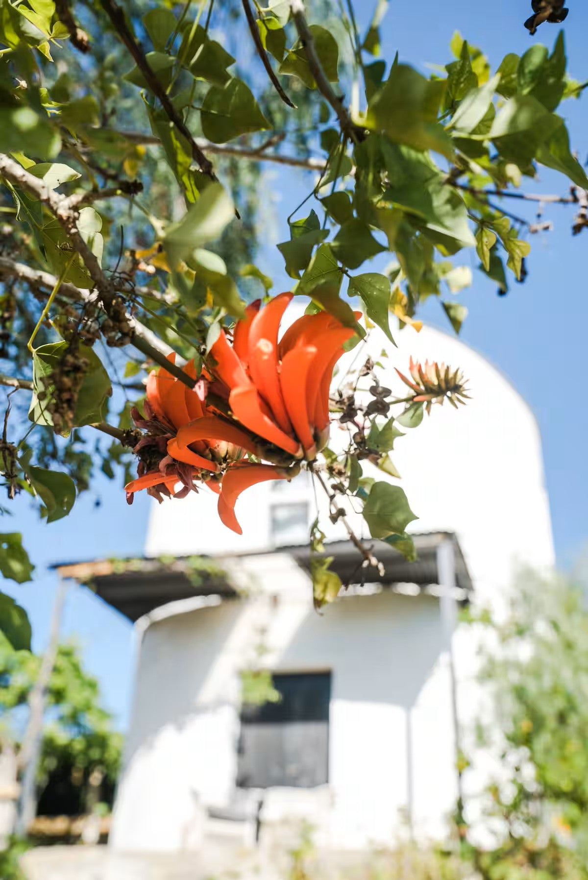 1 Bed Cottage on peaceful farm in Robertson