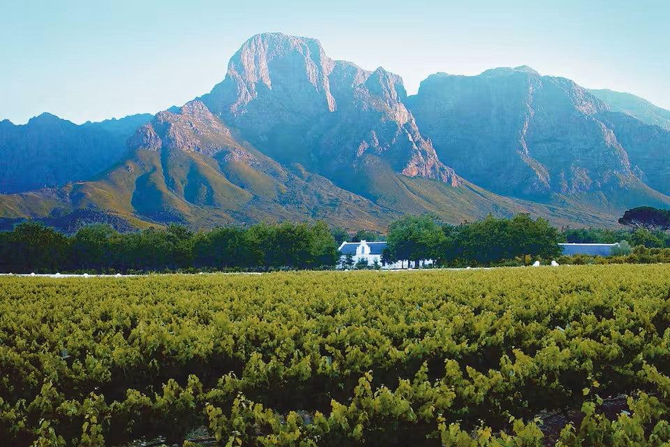 Experience the Stellenbosch Winelands