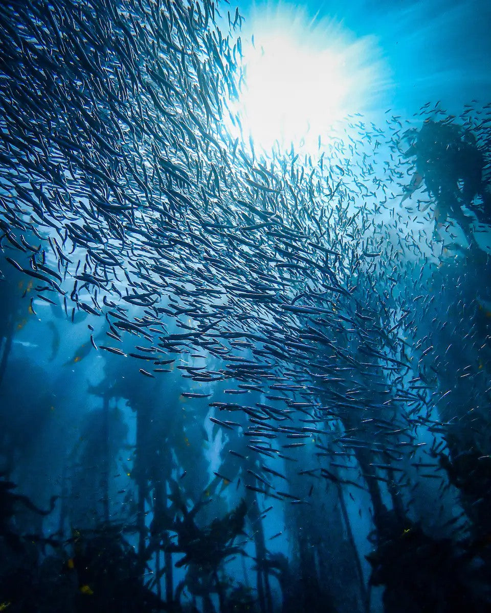 Guided Snorkel through Africas magical Kelp Forest