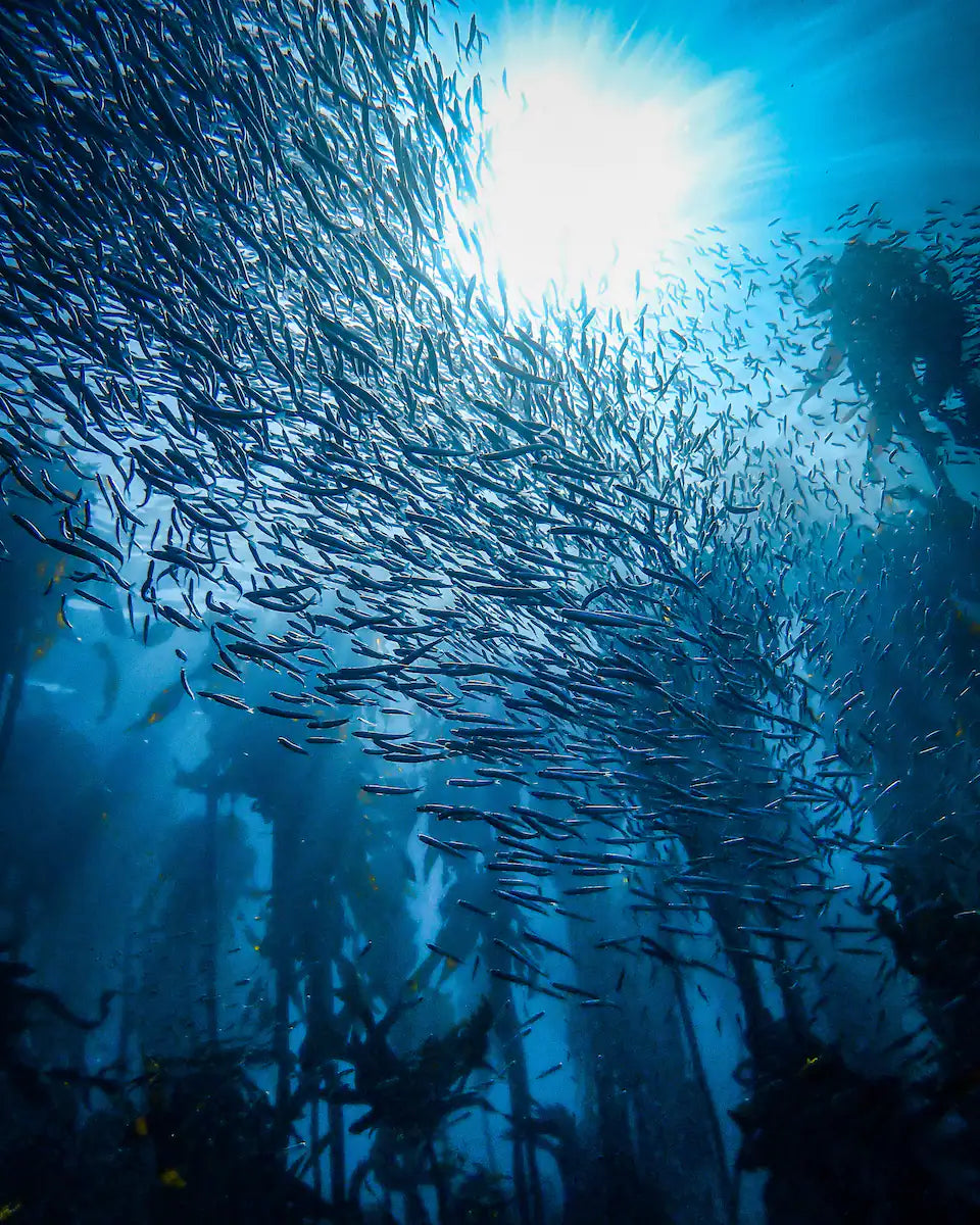 Guided Snorkel through Africas magical Kelp Forest