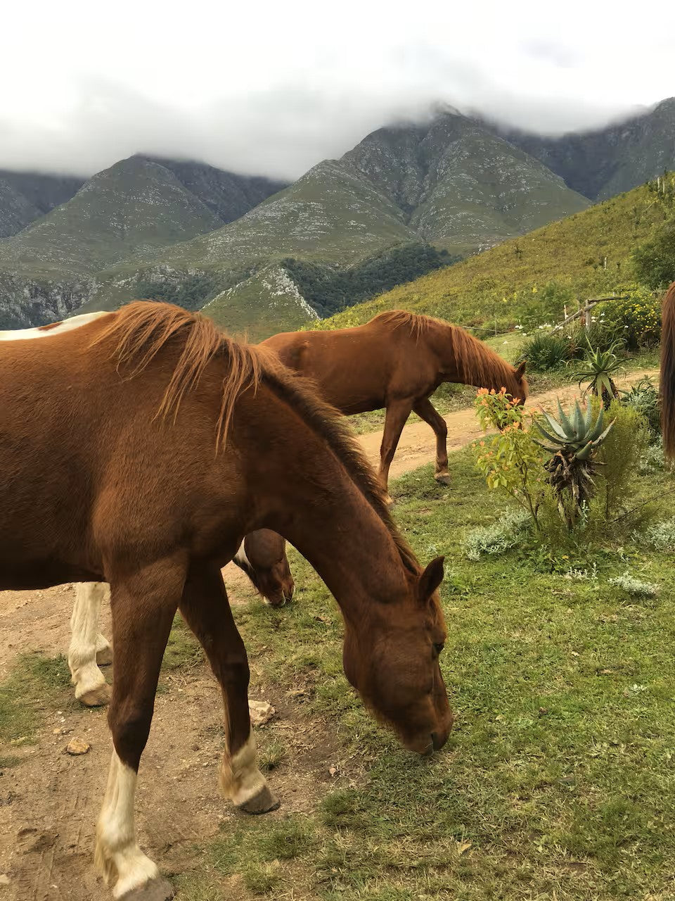 Scenic morning horse ride in the mountain