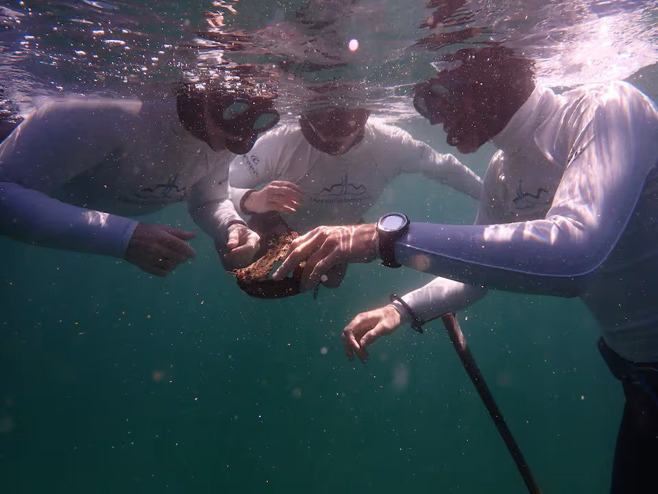Guided Snorkel through Africas magical Kelp Forest
