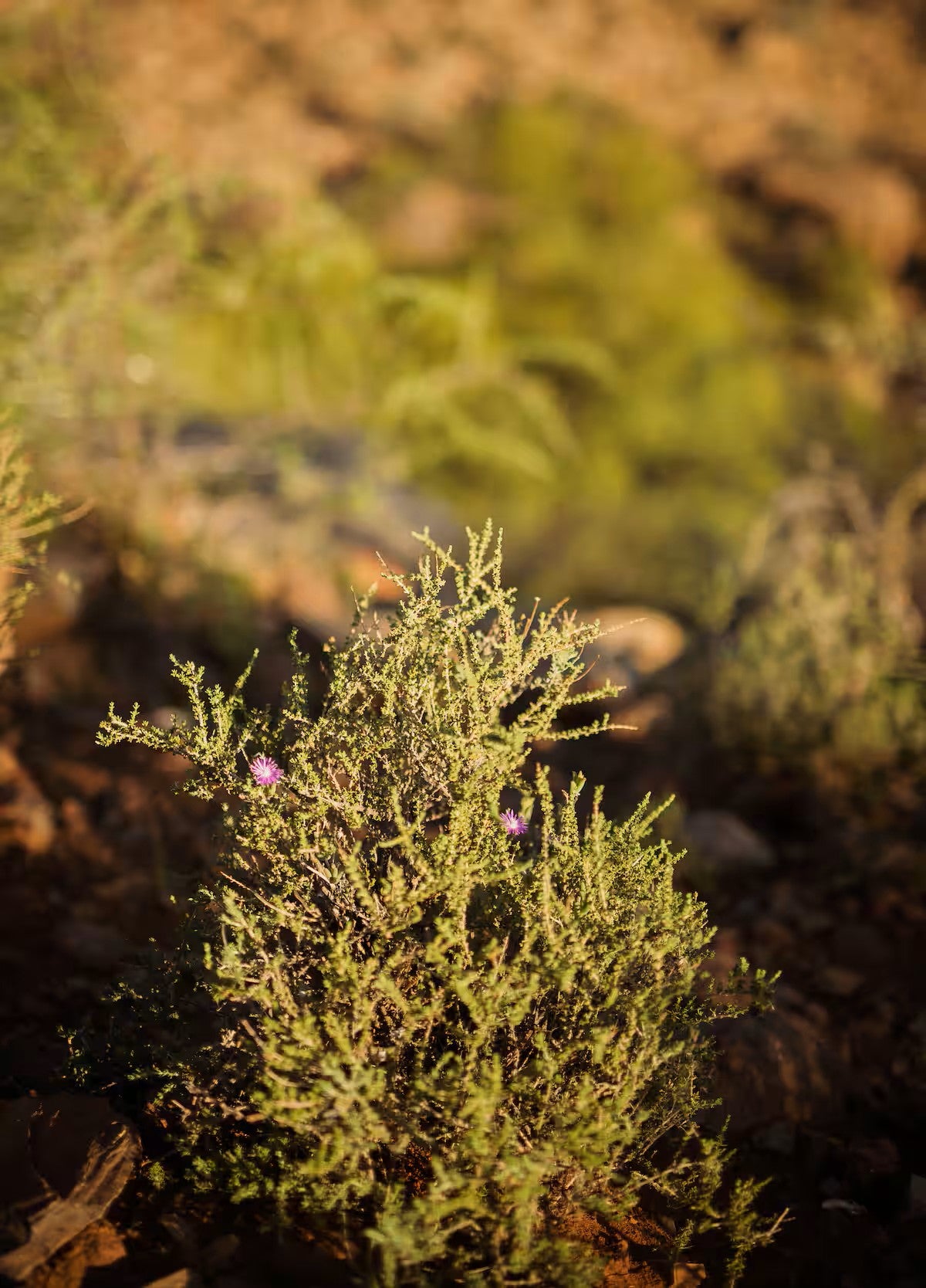 Tamboershoek Karoo Farm Stay near Beaufort West