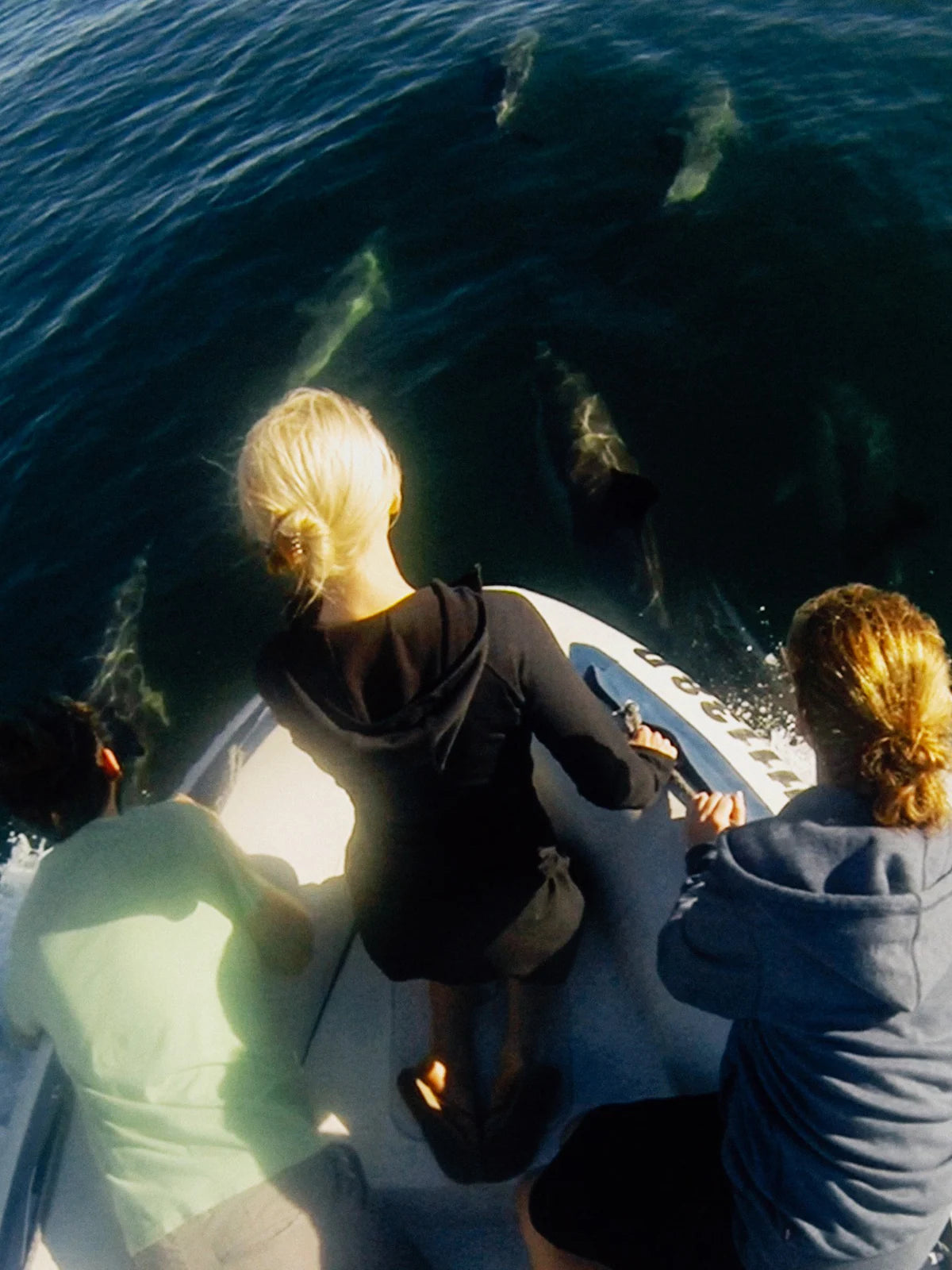Ocean Wildlife Encounter from a boat