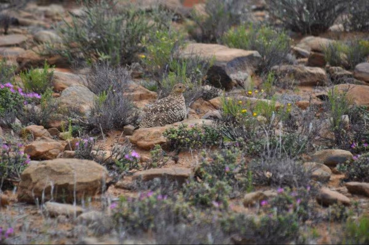 Tamboershoek Karoo Farm Stay near Beaufort West