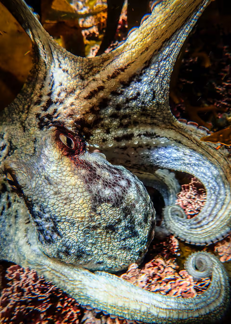 Guided Snorkel through Africas magical Kelp Forest