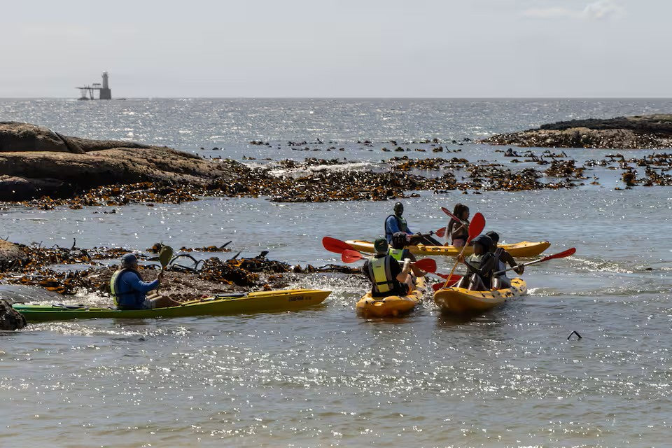 Paddle with the penguins at Boulders Beach