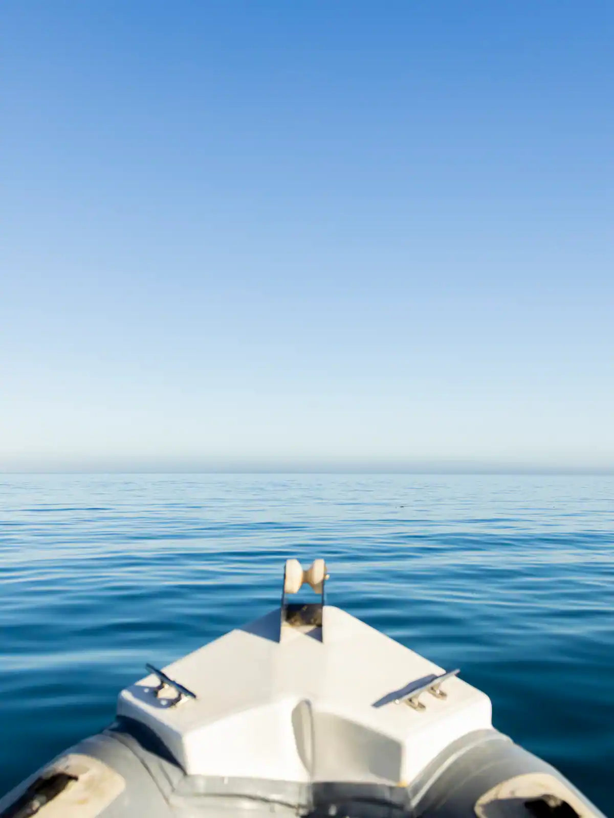 Ocean Wildlife Encounter from a boat