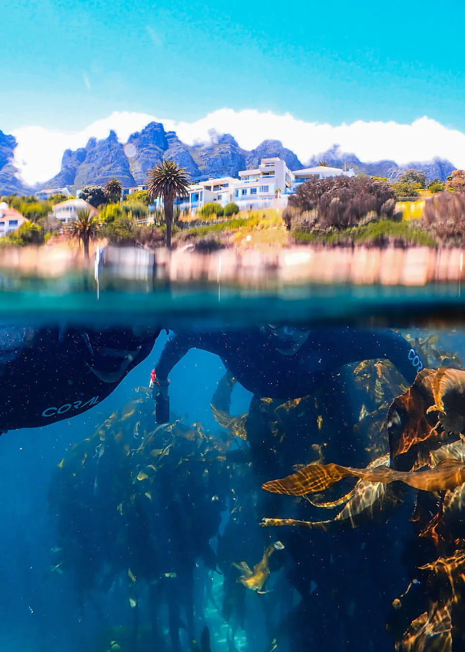 Guided Snorkel through Africas magical Kelp Forest