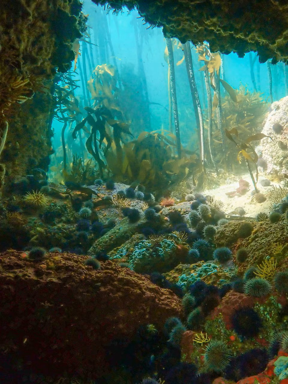 Guided Snorkel through Africas magical Kelp Forest