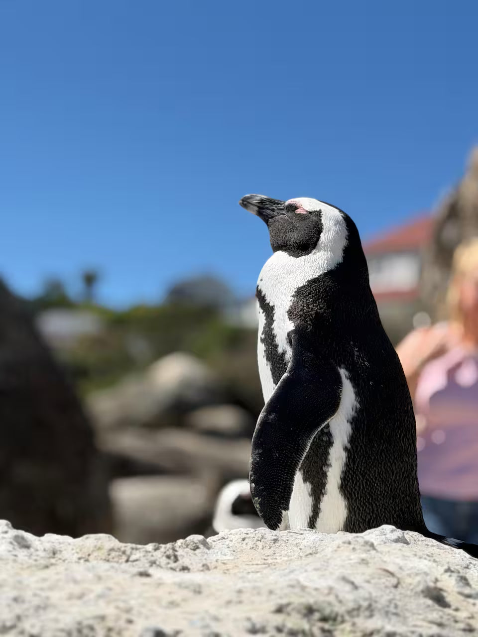 Cape of Good Hope, Cape Point and Penguins Tour