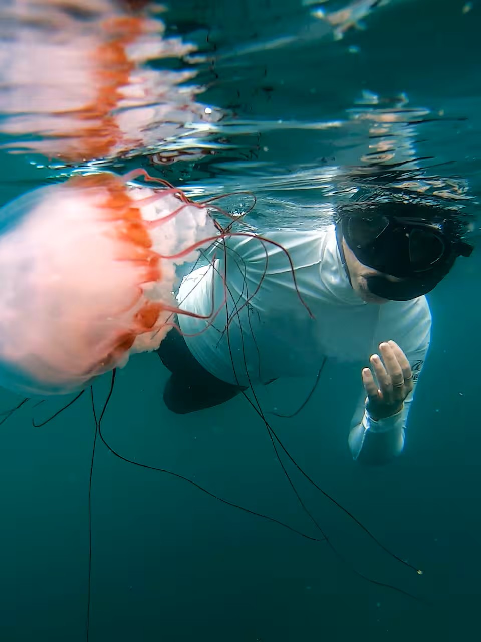 Guided Snorkel through Africas magical Kelp Forest