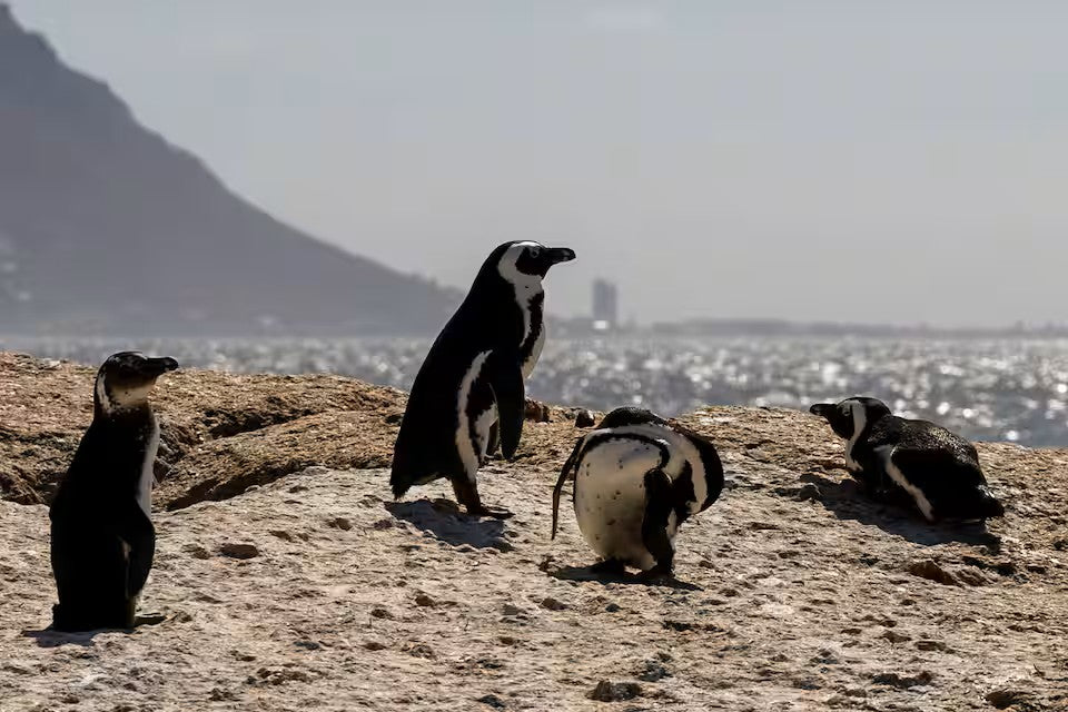 Paddle with the penguins at Boulders Beach