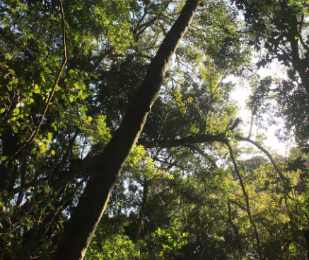 Join a guided walk through Wilderness Forest