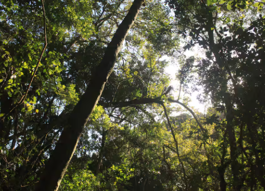 Join a guided walk through Wilderness Forest