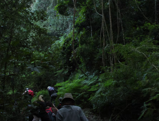 Join a guided walk through Wilderness Forest