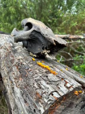 Join a guided walk through Wilderness Forest