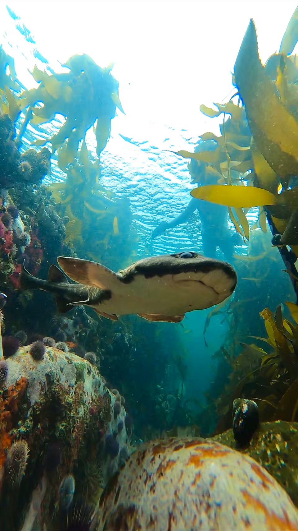 Guided Snorkel through Africas magical Kelp Forest