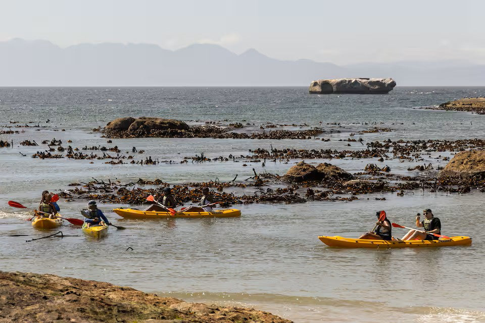 Paddle with the penguins at Boulders Beach
