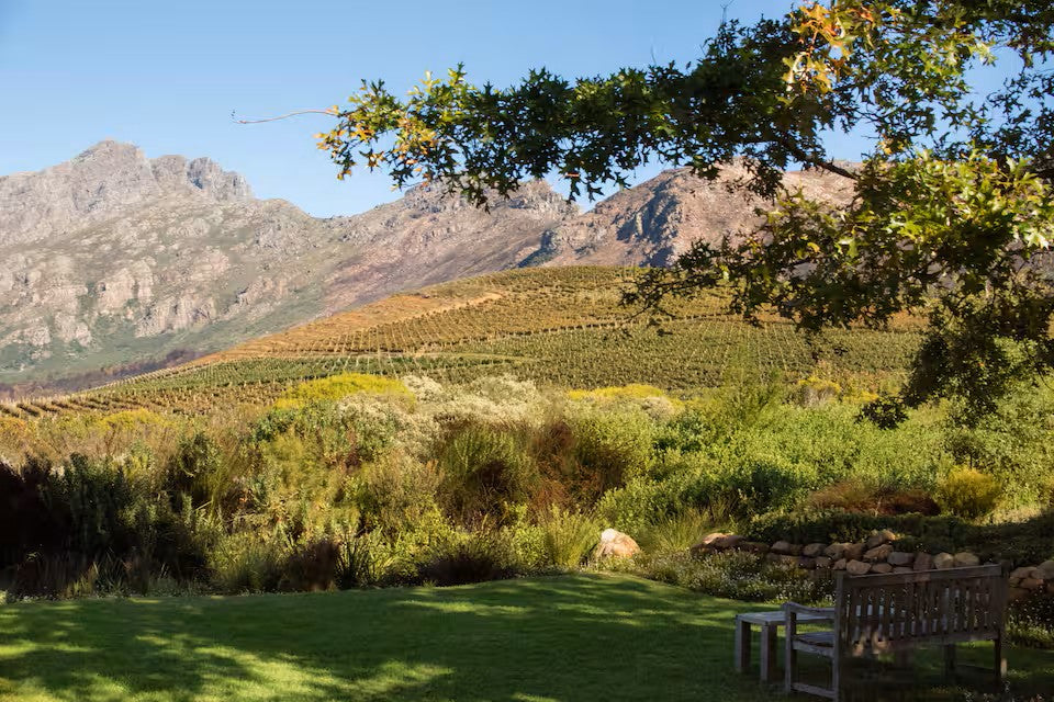 Experience the Stellenbosch Winelands