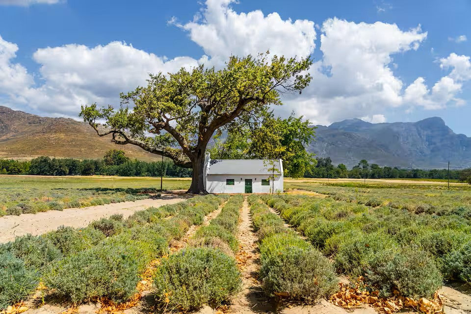 Experience the Stellenbosch Winelands