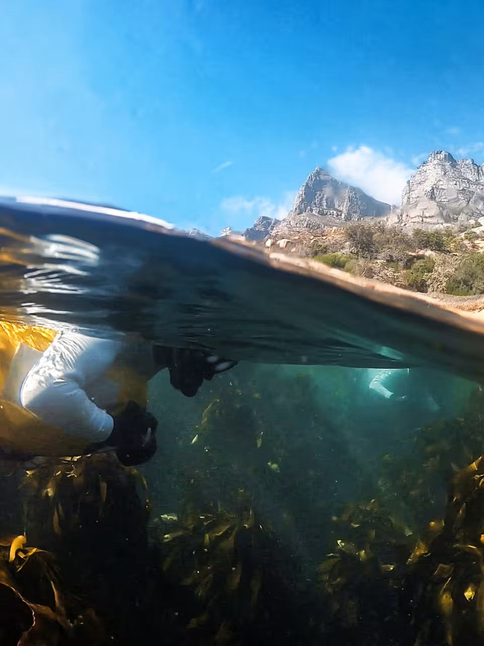 Guided Snorkel through Africas magical Kelp Forest
