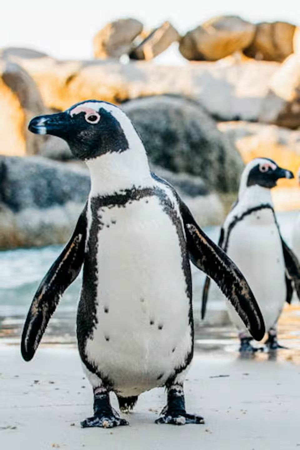 Paddle with the penguins at Boulders Beach