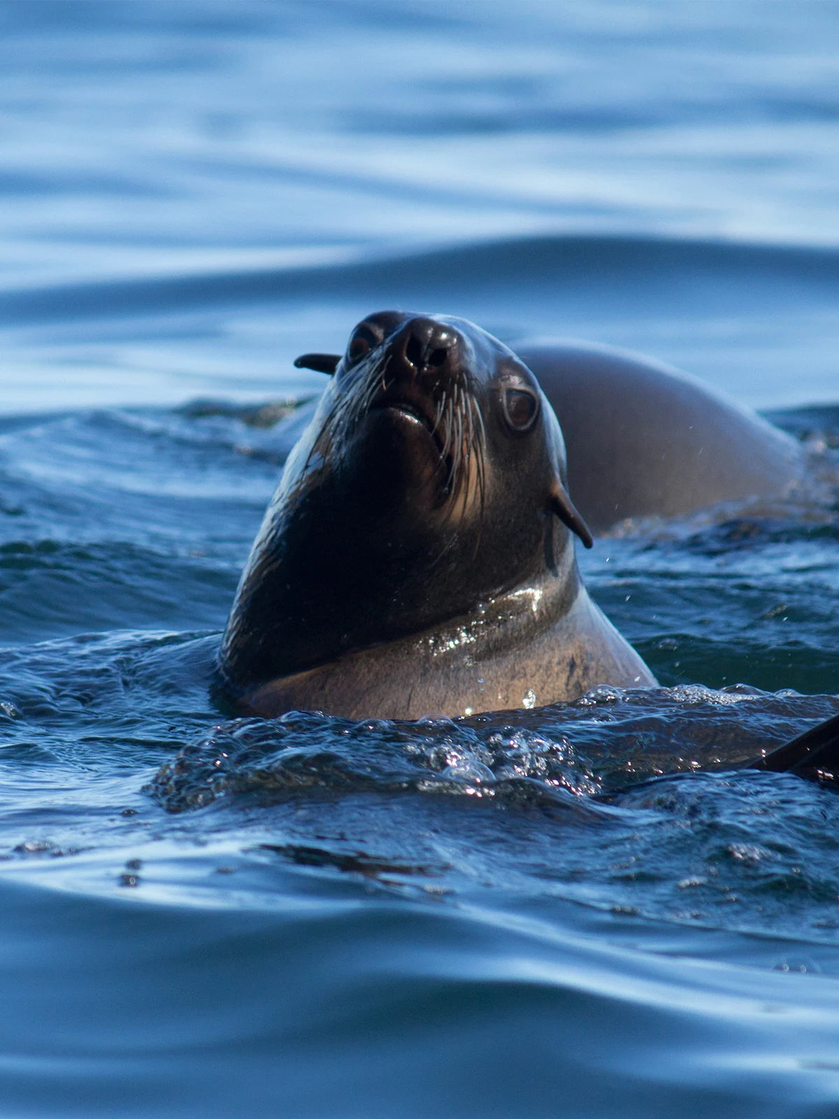 Ocean Wildlife Encounter from a boat
