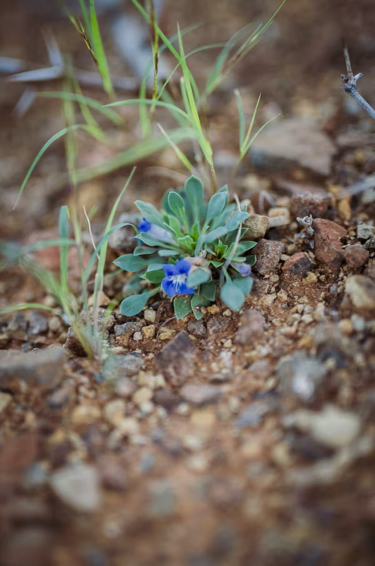 Tamboershoek Karoo Farm Stay near Beaufort West