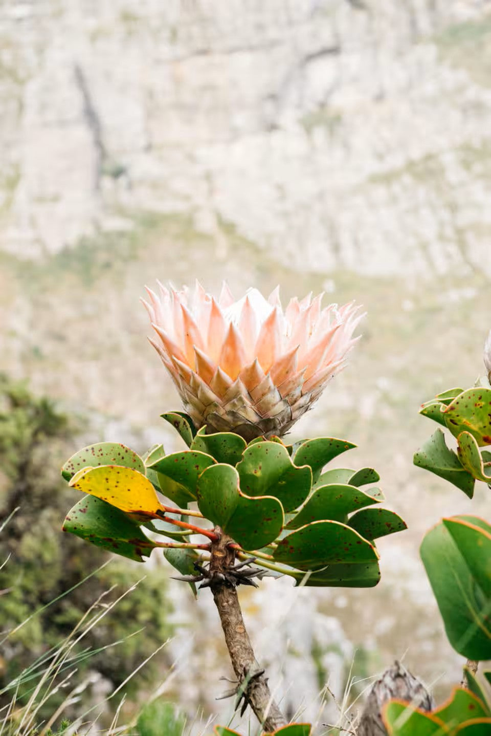 Hike Table Mountain