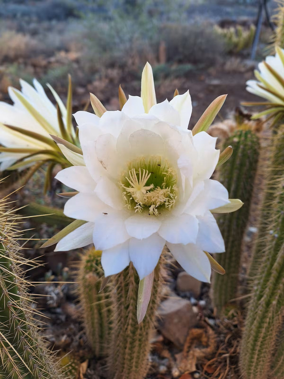 Tamboershoek Karoo Farm Stay near Beaufort West