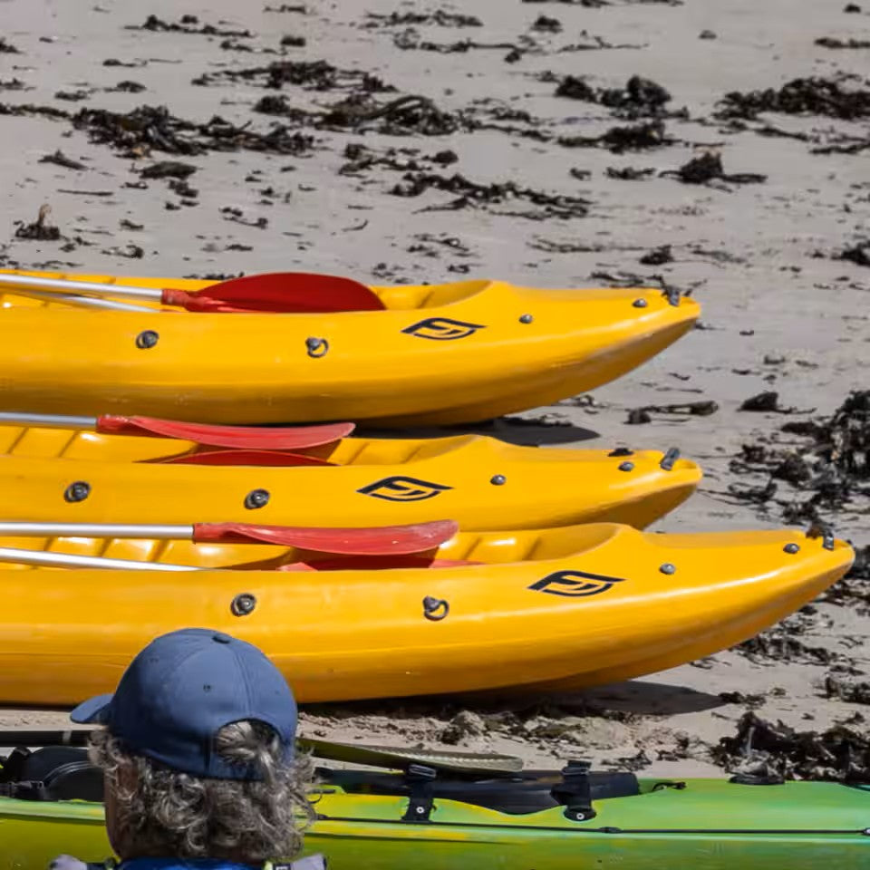Paddle with the penguins at Boulders Beach