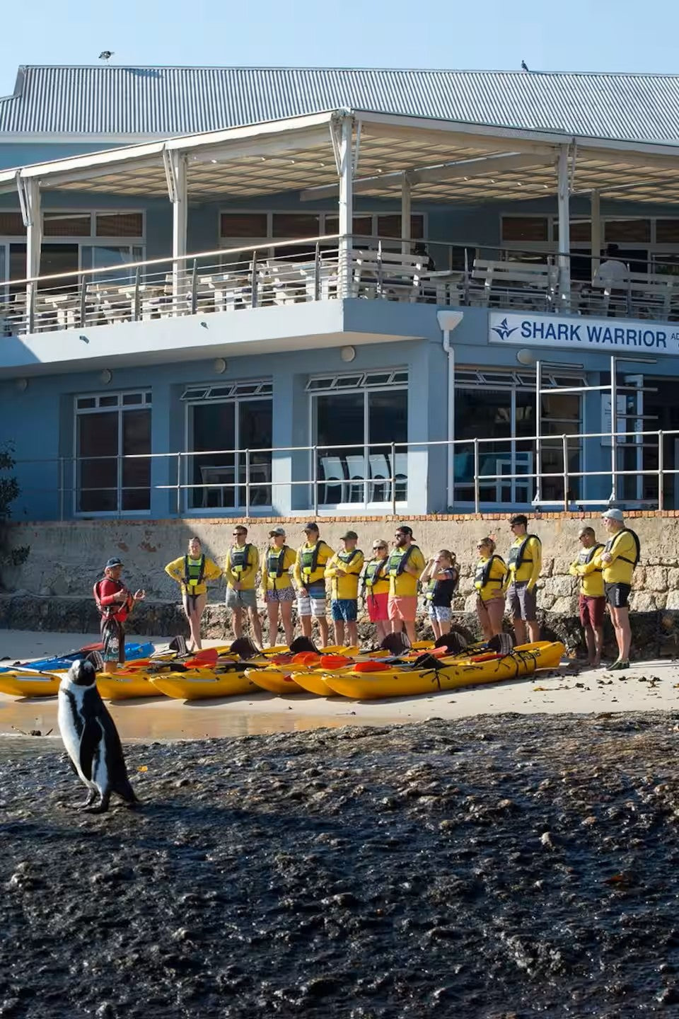 Paddle with the penguins at Boulders Beach