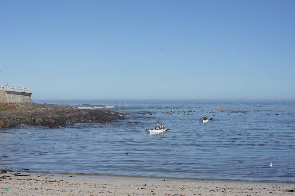 Kayak with dolphins in the heart of Cape Town