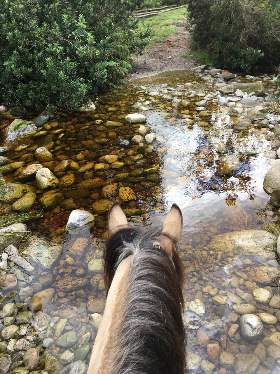 Scenic morning horse ride in the mountain