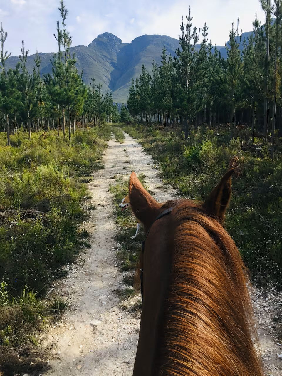 Scenic morning horse ride in the mountain
