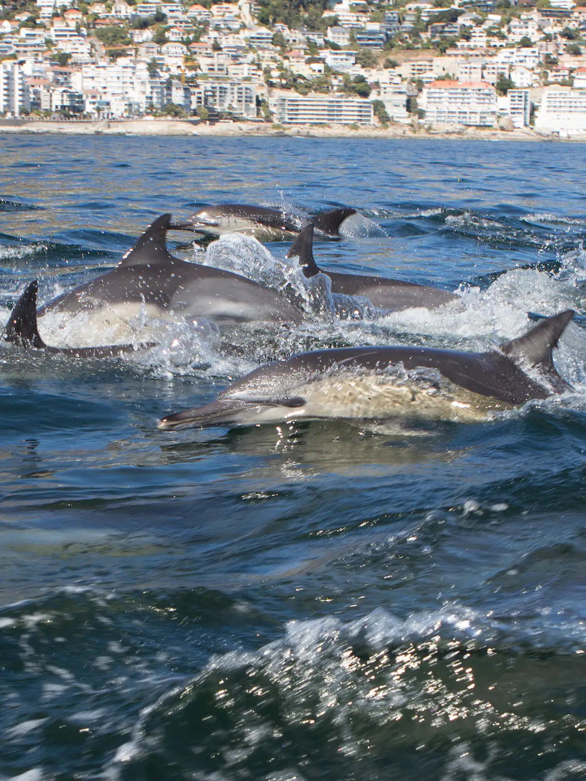 Ocean Wildlife Encounter from a boat