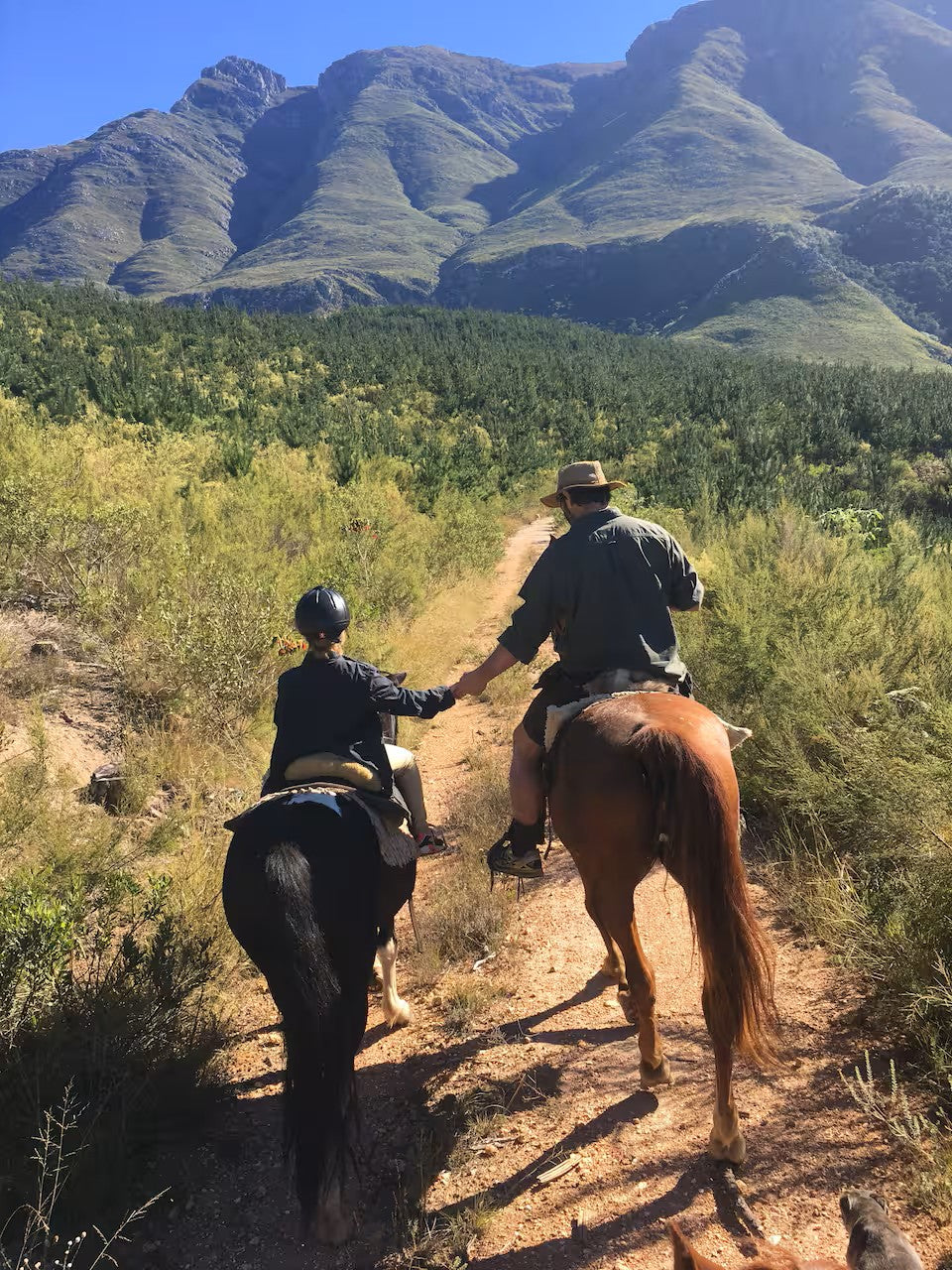 Scenic morning horse ride in the mountain