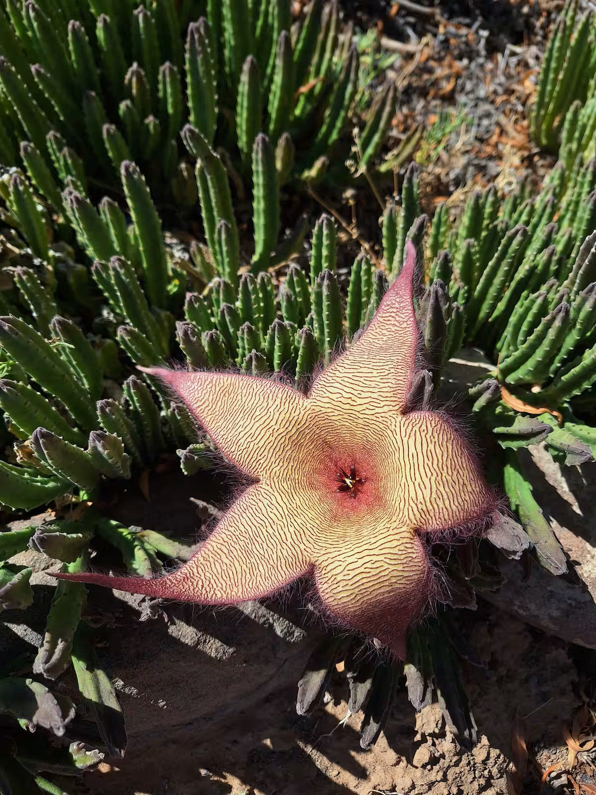 Tamboershoek Karoo Farm Stay near Beaufort West